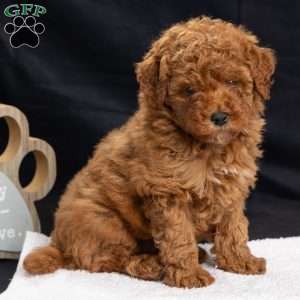 Pansy, Miniature Poodle Puppy